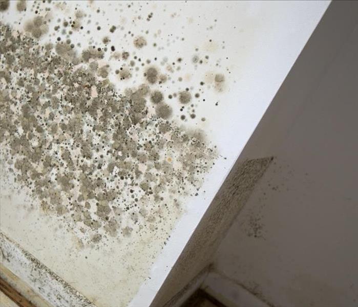Mold in the white ceiling