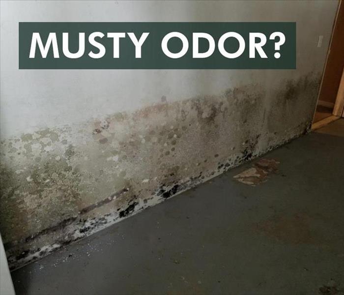 Mold damage on a wall with a sign on the top that says Musty Odor?